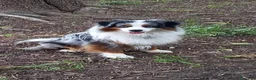 Miniature American Shepherd cani per accoppiamento: Cercasi femmina per accoppiamento  - Annuncio 7