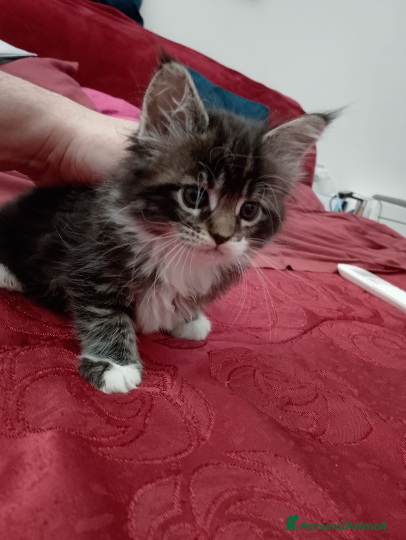 Maine Coon gatti Manolita : una bella gattina - Annuncio 7