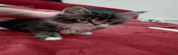 Maine Coon gatti in vendita: Manolita : una bella gattina - Annuncio 1