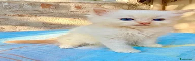 Ragdoll 2