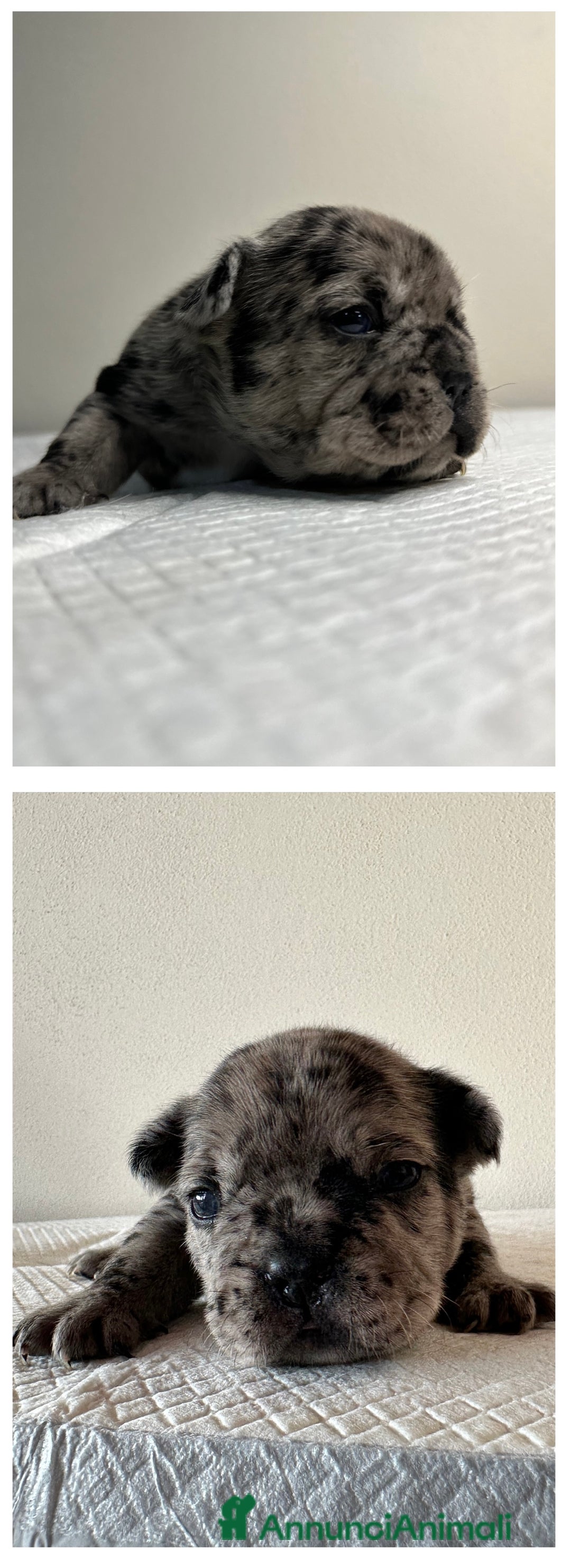 Bulldog Francese cani in vendita: Cuccioli Fluffy di Bulldog Francese - Annuncio 4