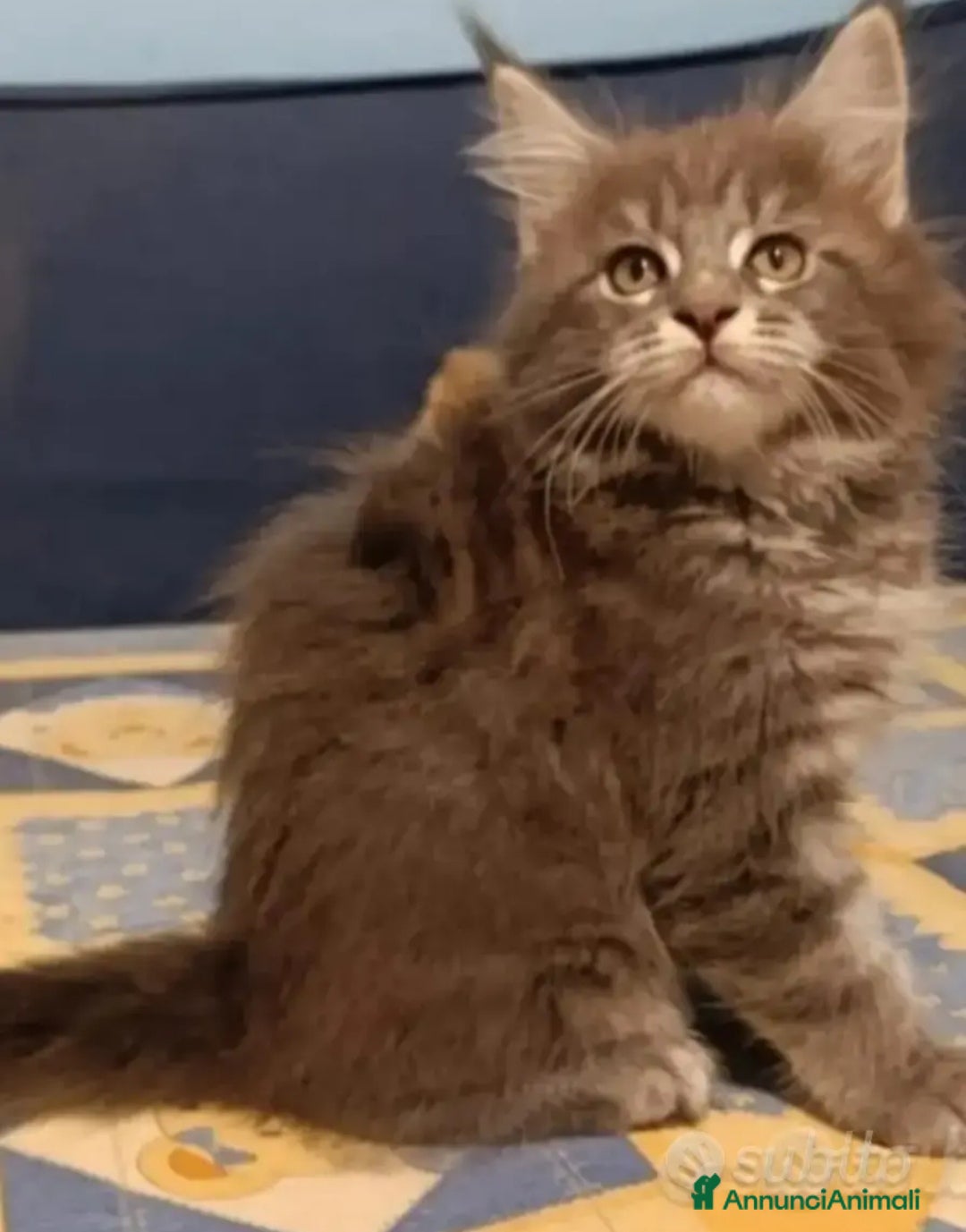 Maine Coon gatti in vendita: Maine coon cuccioli - Annuncio 2