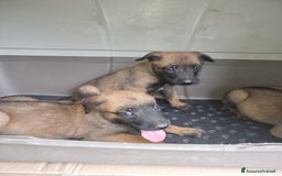 Pastore Belga cani in vendita: Pastore Belga Malinois Napoli Salerno Avellino a Provincia di Avellino - Immagine 5