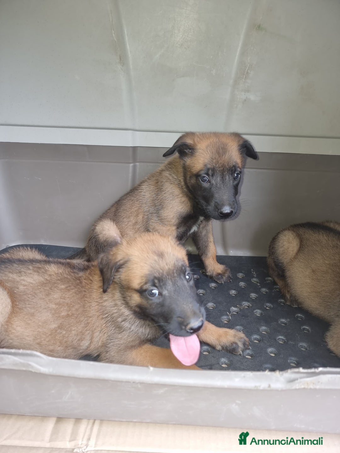 Pastore Belga cani in vendita: Pastore Belga Malinois Napoli Salerno Avellino a Provincia di Avellino - Immagine 5