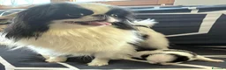 Chin cani in vendita: Cucciolo CHIN  - Annuncio 3