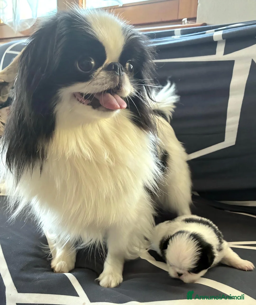 Chin cani in vendita: Cucciolo CHIN  - Annuncio 3