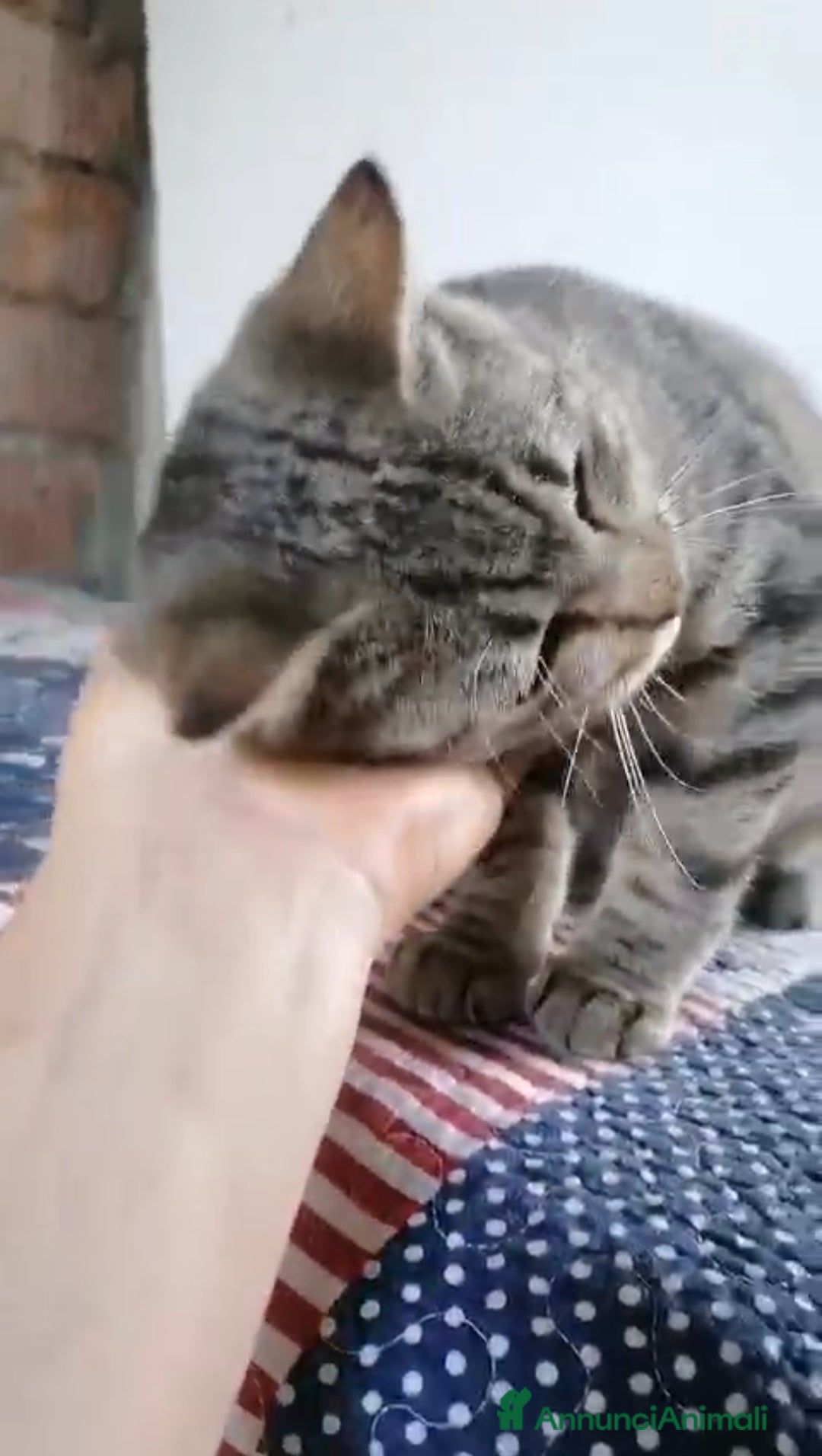 Altre razze gatti in regalo: GATTINI - Annuncio 2