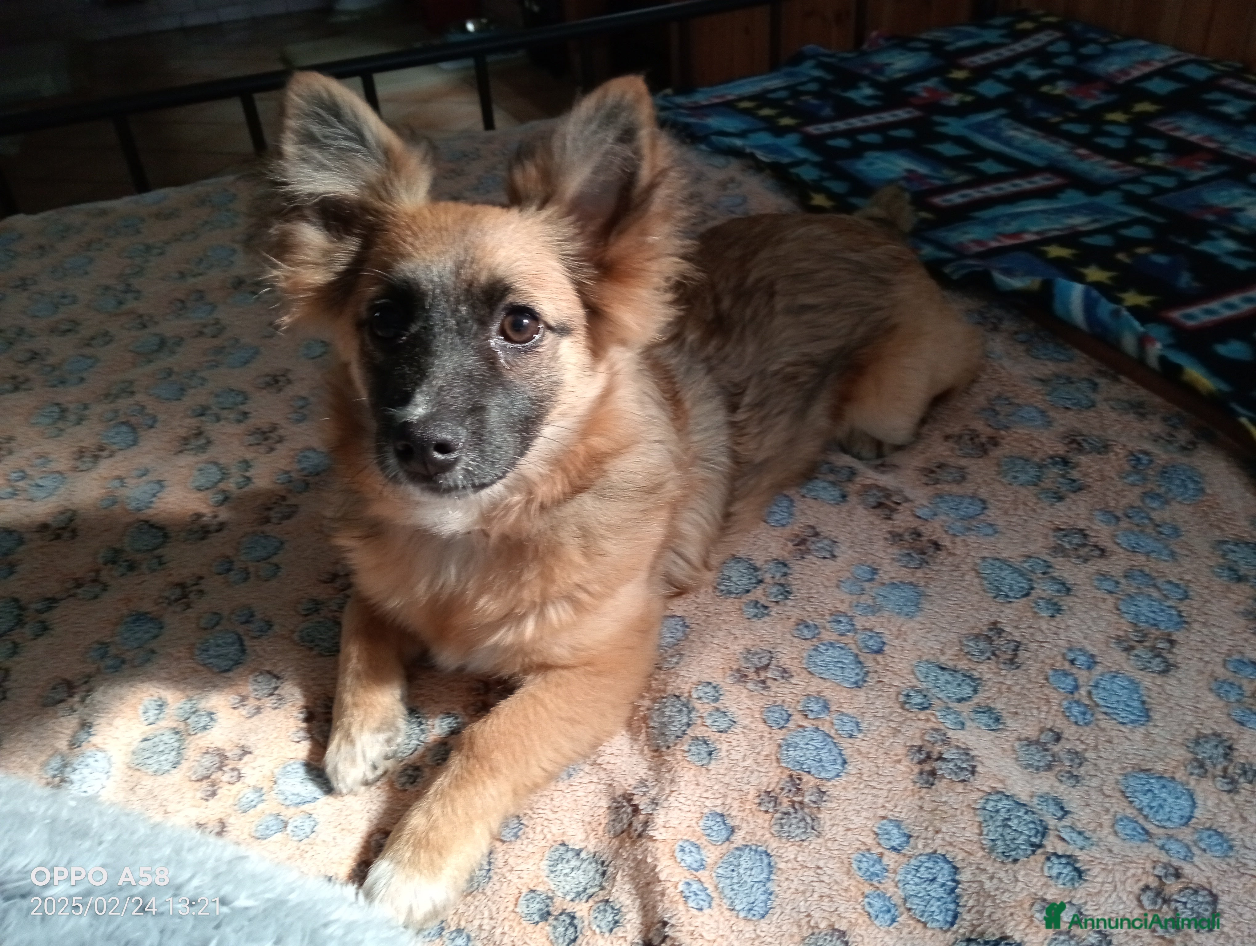 Meticcio cani Cucciola di 1 anno a Città Metropolitana di Venezia - Annuncio 24