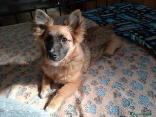 Meticcio cani Cucciola di 1 anno a Città Metropolitana di Venezia - Annuncio 24