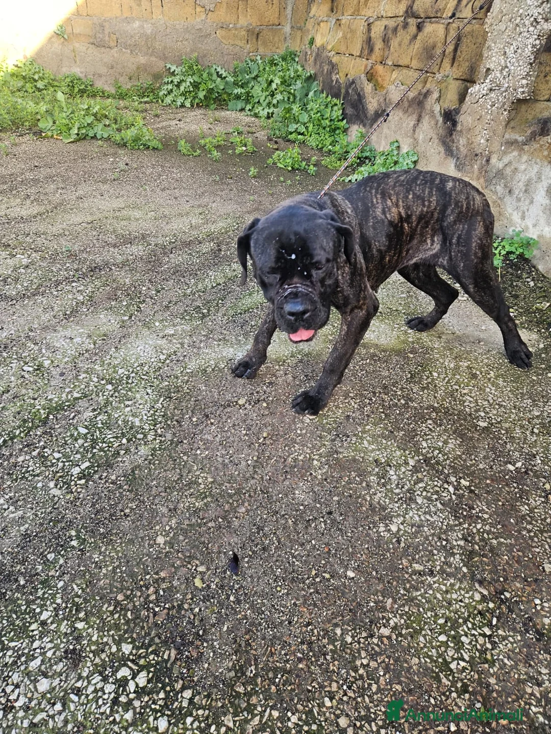 Cane Corso cani in regalo: Lucia: cane corso maltrattata dolcissima  - Annuncio 5