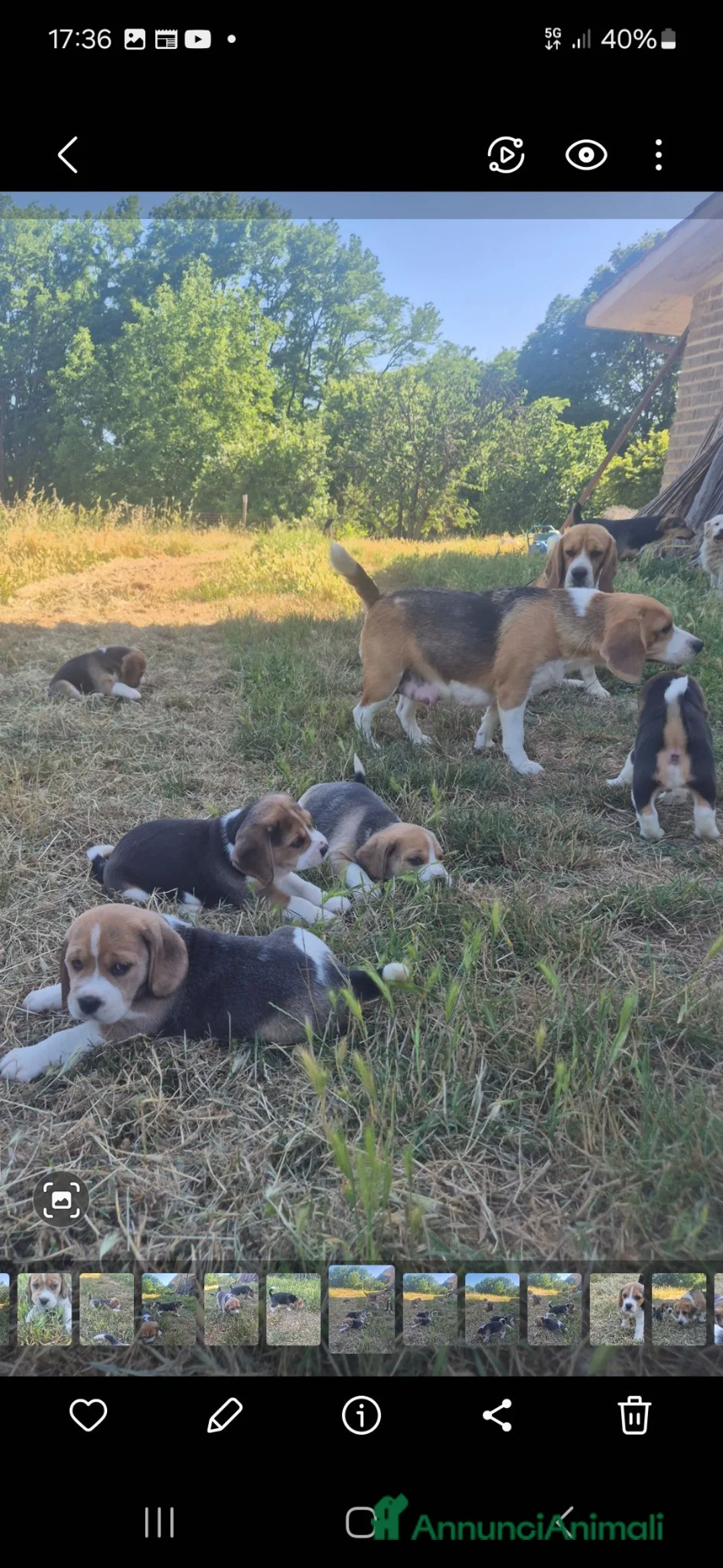 Beagle cani in vendita: 4 Cuccioli maschi di Beagle con Pedigree ENCi a Provincia di Viterbo - Annuncio 2
