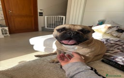 Bulldog Francese cani per accoppiamento: Bulldog Francese cerca Fidanzata a Provincia di Pistoia - Immagine 5