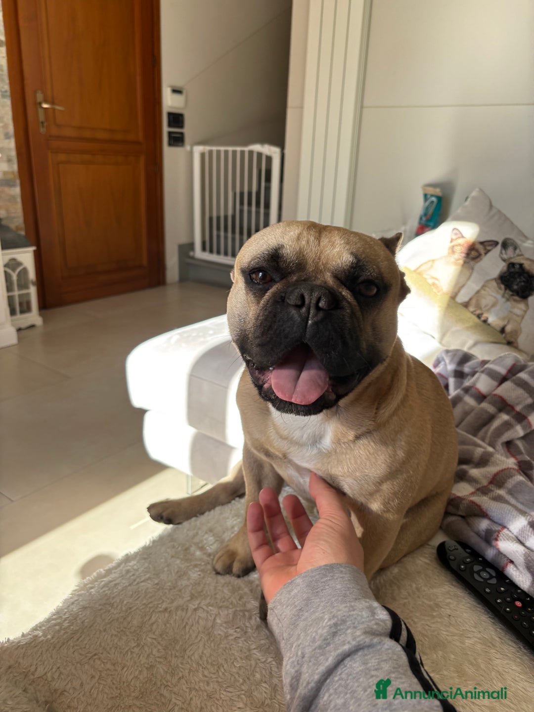 Bulldog Francese cani per accoppiamento: Bulldog Francese cerca Fidanzata a Provincia di Pistoia - Immagine 5