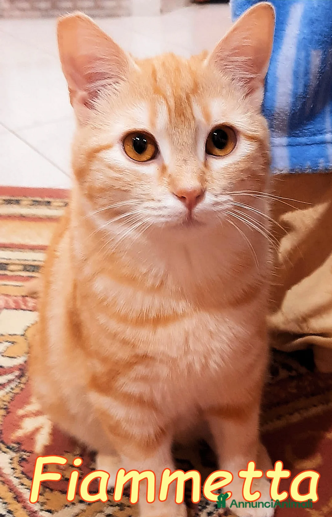 Europeo gatti in regalo: FIAMMETTA DOLCISSIMA GATTINA TABBY ARANCIO - Annuncio 2