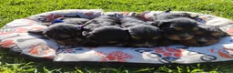 Cocker cani in vendita: Cocker spaniel cuccioli - Annuncio 2