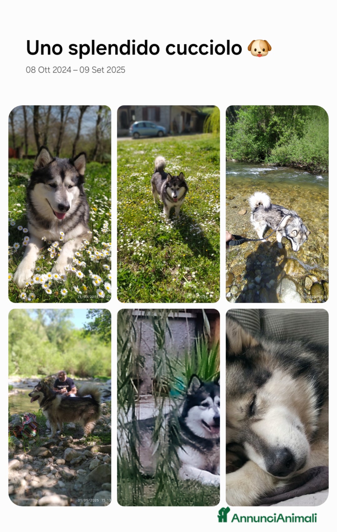 Alaskan Malamute cani in vendita: Cucciola di Alaskan Malamute - Annuncio 6