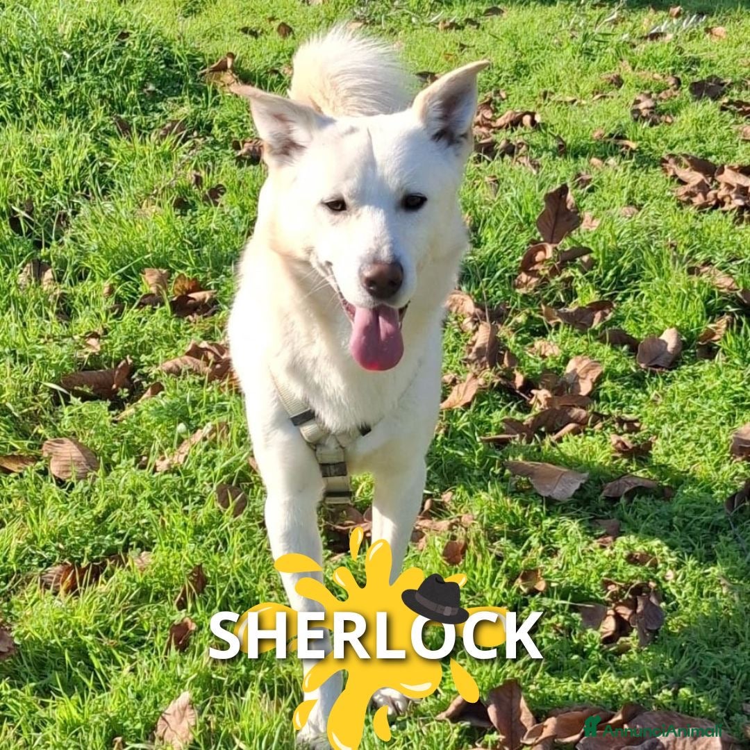 Meticcio cani in regalo: SHERLOCK 💙 - una nuvola bianca di dolcezza   - Annuncio 1