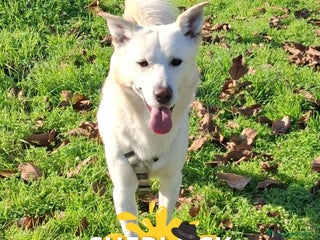 Meticcio cani SHERLOCK 💙 - una nuvola bianca di dolcezza - Annuncio 2