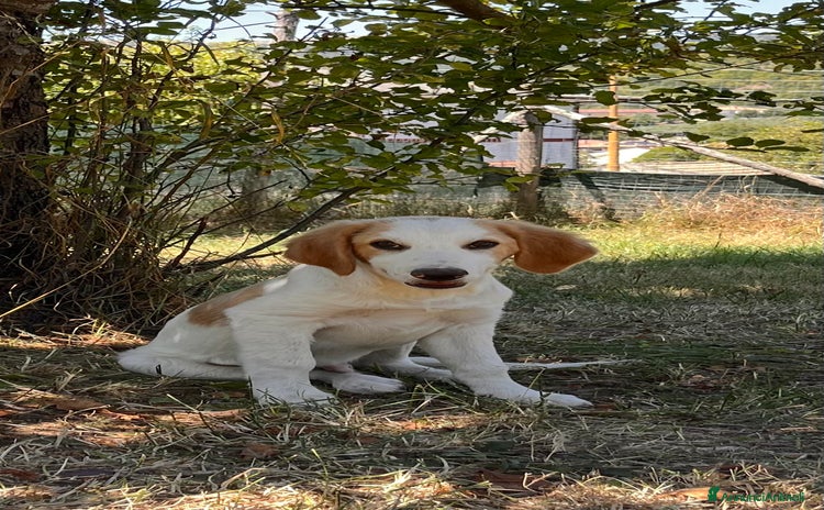 Meticcio cani a Provincia di Salerno - Annuncio 4