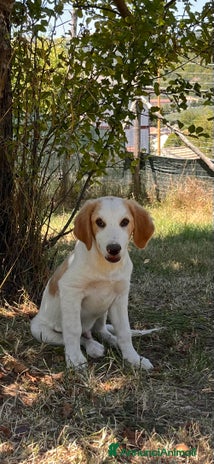 Meticcio cani a Provincia di Salerno - Annuncio 18