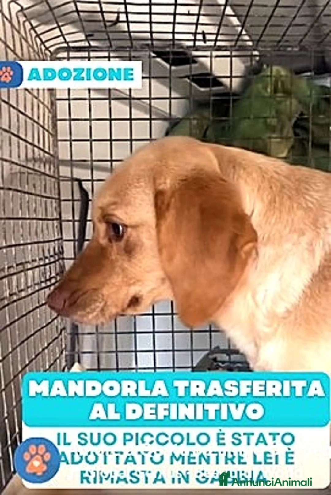 Meticcio cani in regalo: ADIZ.DEL💔:il figlio è stato adottato: lei canile! - Annuncio 2