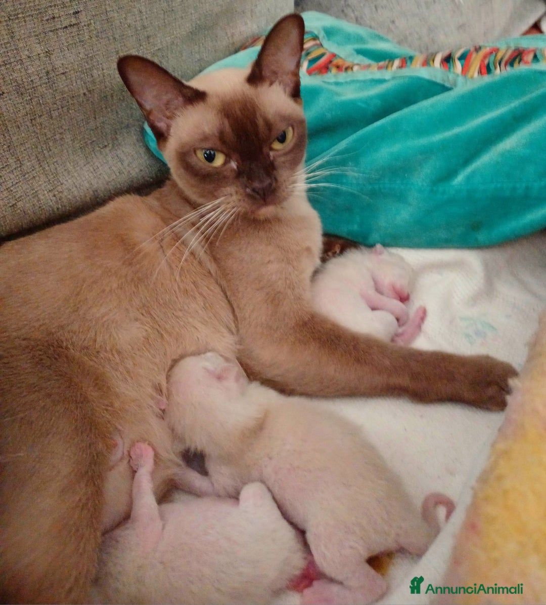 Burmese gatti in vendita: Cuccioli Burmesi Europei - Annuncio 5