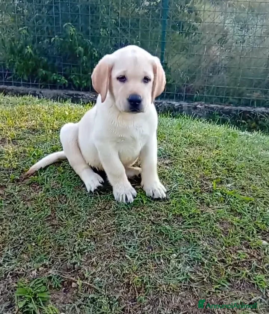 Labrador cani in vendita: Labrador Retriever con pedigree  - Annuncio 2