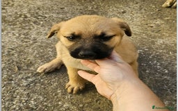 Altre razze cani in regalo: michelle e stellina a Provincia di Bergamo - Immagine 4