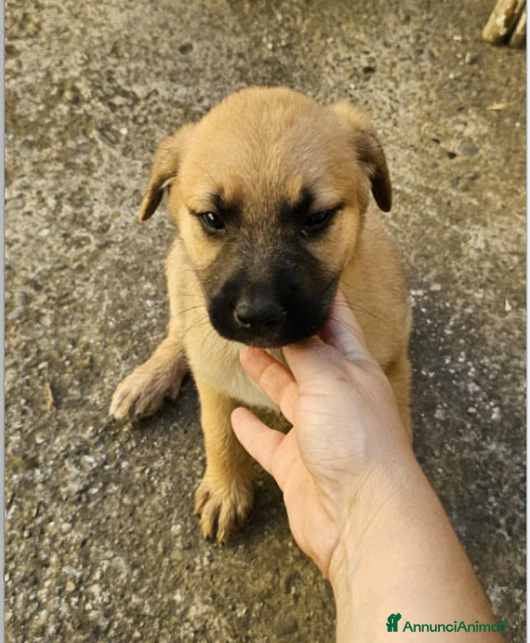 Altre razze cani in regalo: michelle e stellina a Provincia di Bergamo - Immagine 4
