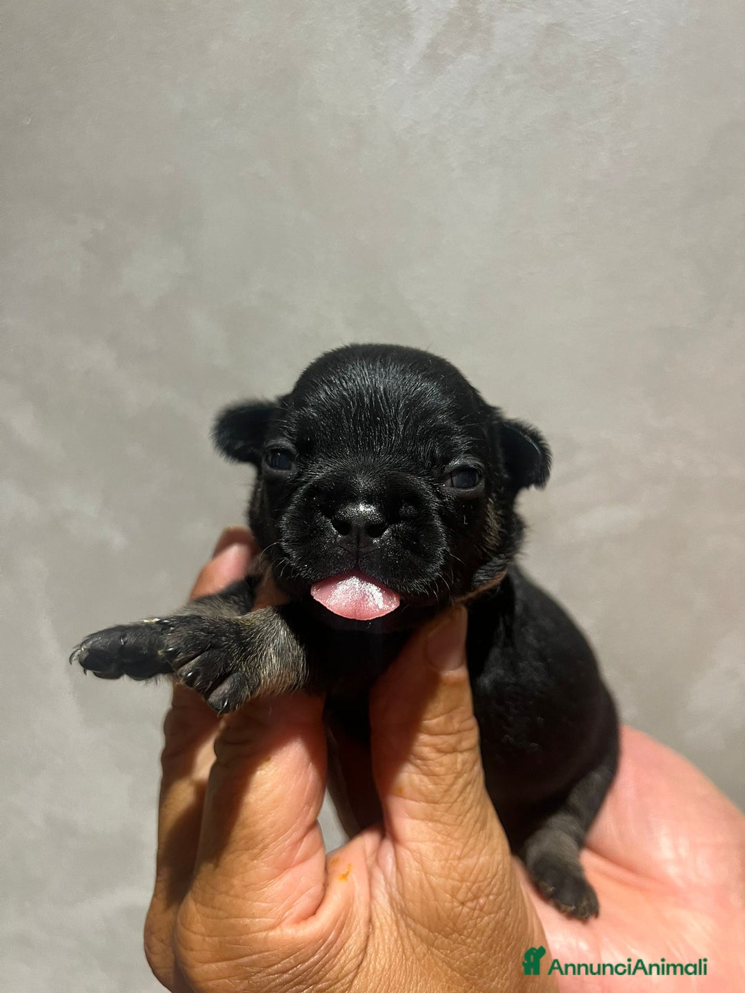 Altre razze gatti in vendita: Bulldog francese cuccioli a Città metropolitana di Milano - Immagine 4