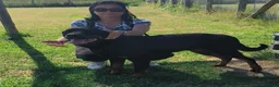 Rottweiler cani in regalo: Adamo, splendido Rottweiler in adozione  - Annuncio 6