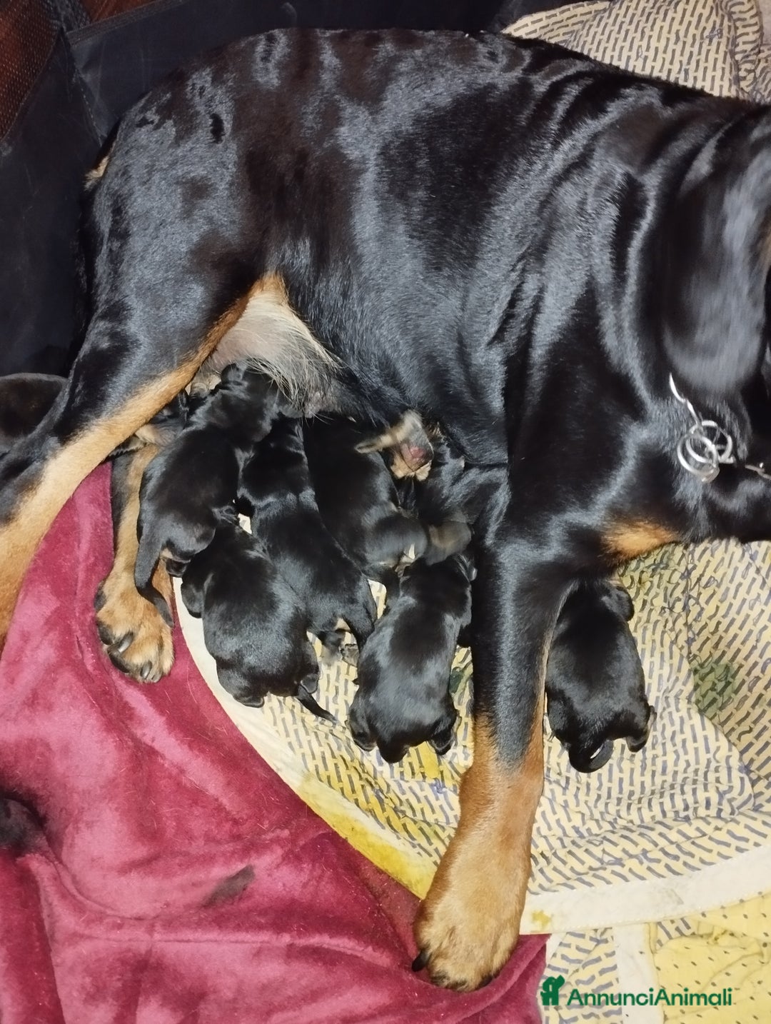 Meticcio cani in vendita: 🐶Cuccioli Rottweiler meticci - Annuncio 6