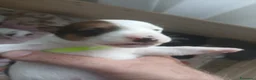 Jack Russell cani in vendita: Cuccioli maschi jack russell a Città Metropolitana di Genova - Annuncio 3