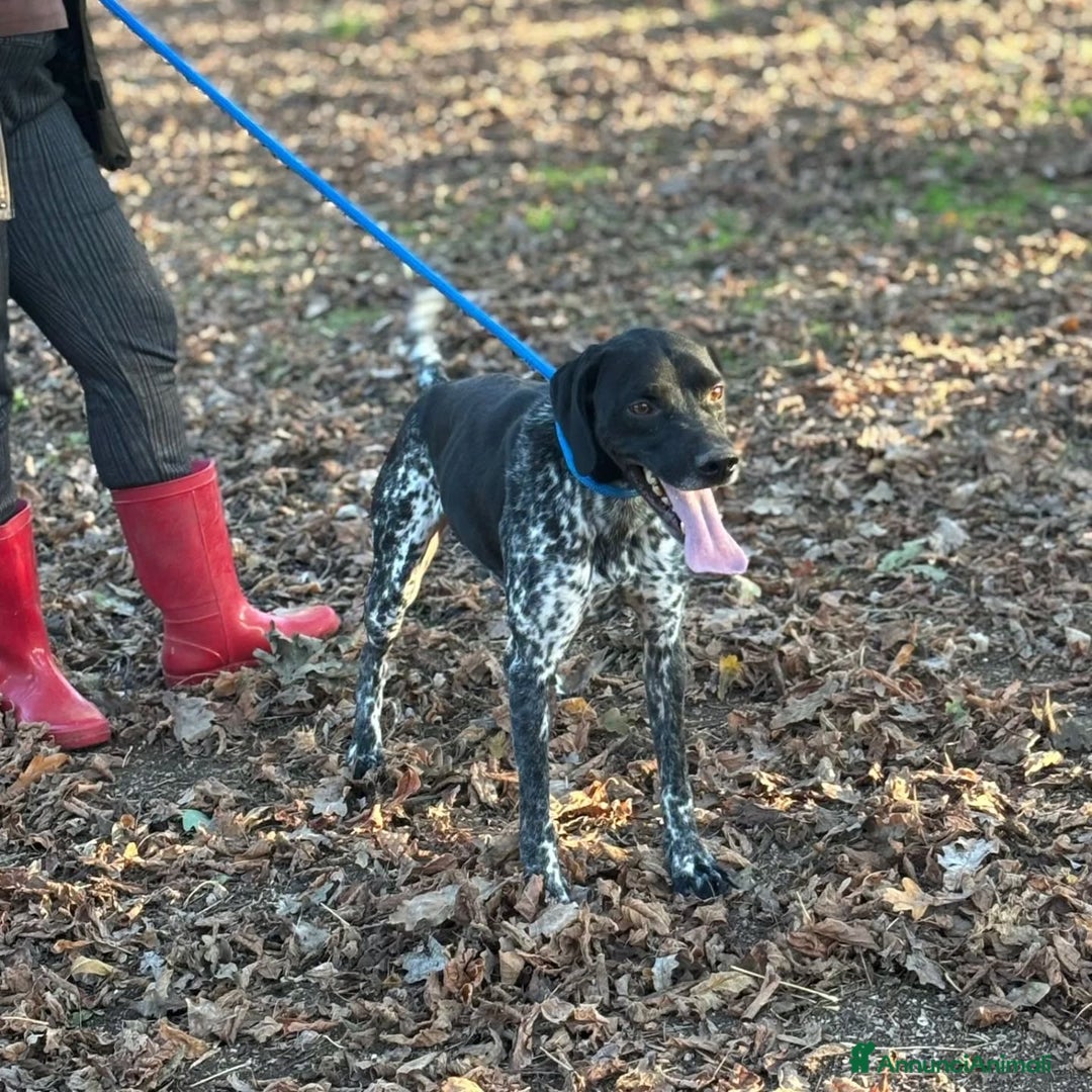 Altre razze cani in regalo: Mowgli bracco pointer cerca casa in adozione - Annuncio 5