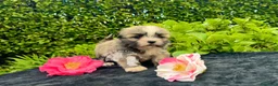 Maltipoo cani in vendita: Barboncino Maltipoo Lhasa Apso Tre Quarti di Luna - Annuncio 3