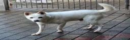 Meticcio cani in regalo: FOX ADOZIONE DEL CUORE - Annuncio 6