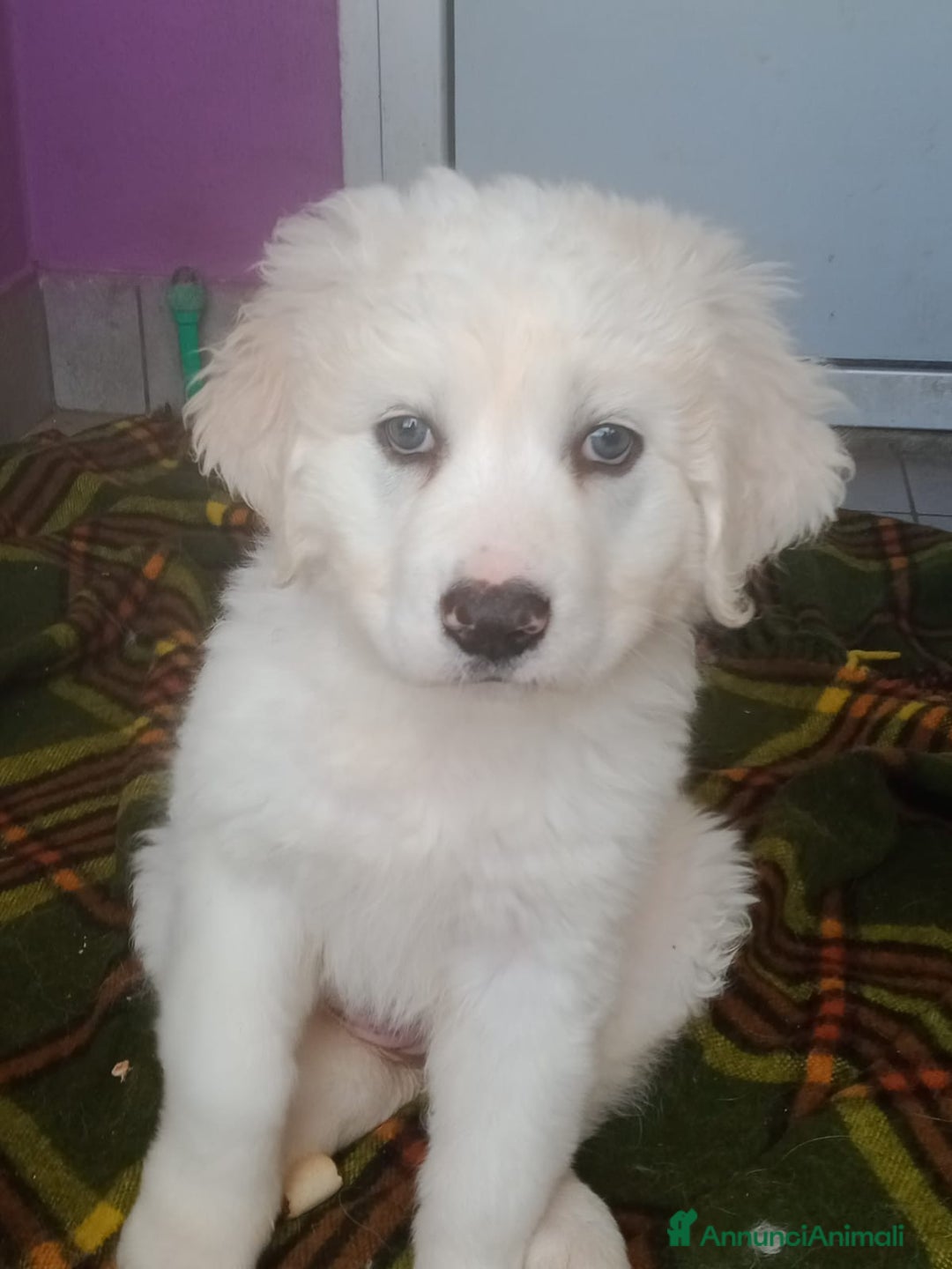 Altre razze cani in regalo: Loira, 3 mesi, cerca famiglia  a Città metropolitana di Roma Capitale - Annuncio 1