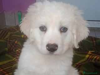 Altre razze cani Loira, 3 mesi, cerca famiglia a Città metropolitana di Roma Capitale - Annuncio 4