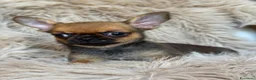 Chihuahua cani in vendita: Chihuahua femmina  - Annuncio 5