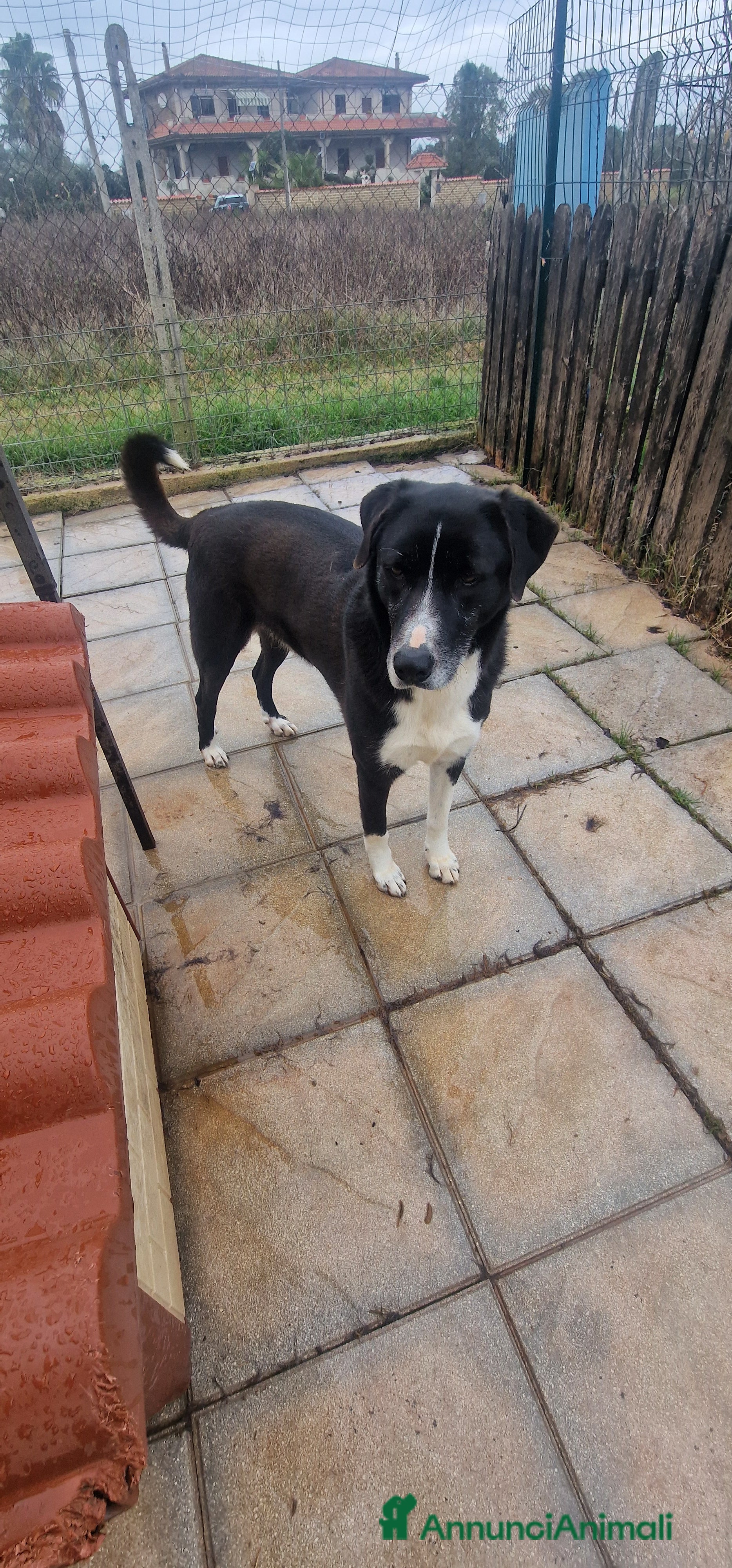 Meticcio cani Bardy - Annuncio 2