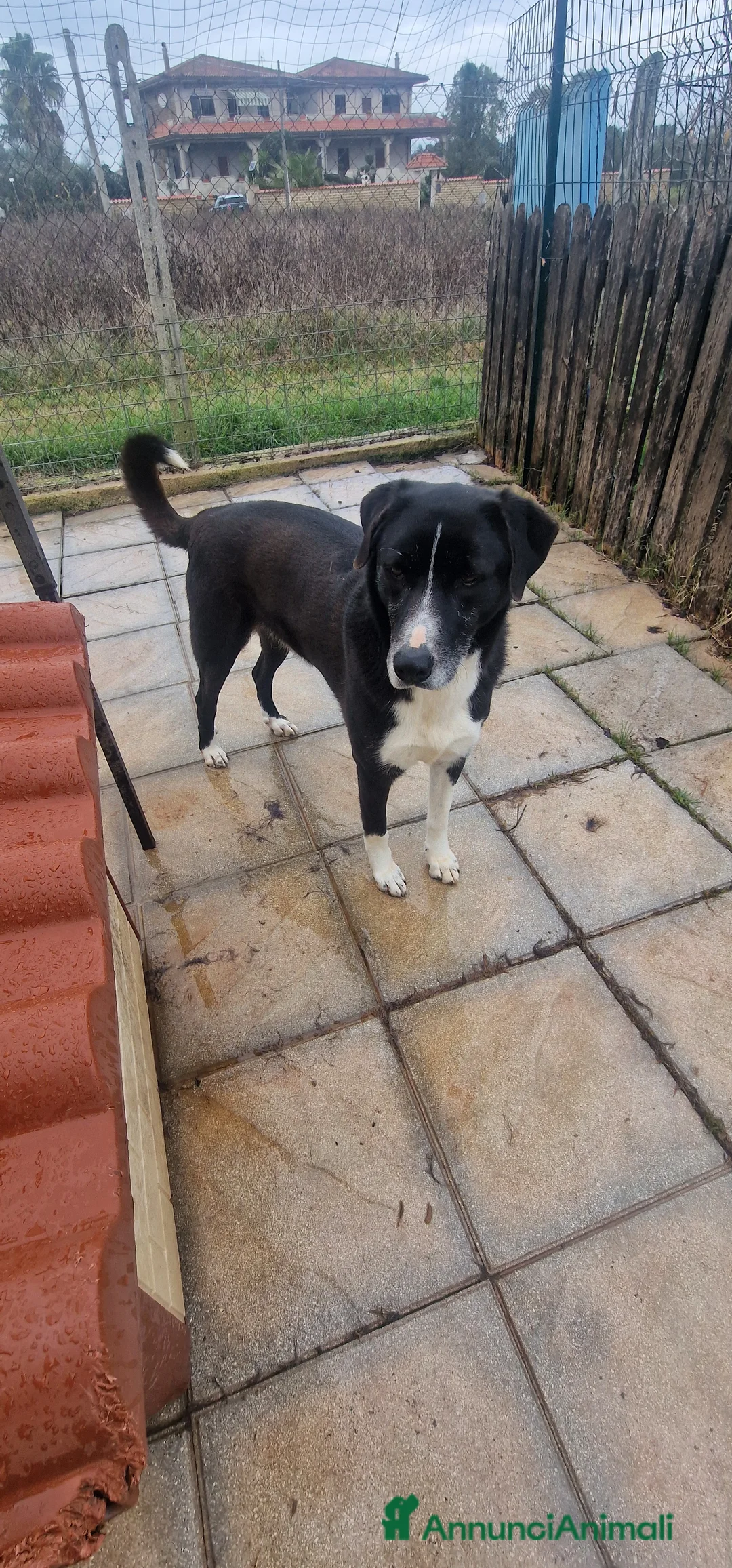 Meticcio cani in regalo: Bardy - Annuncio 2