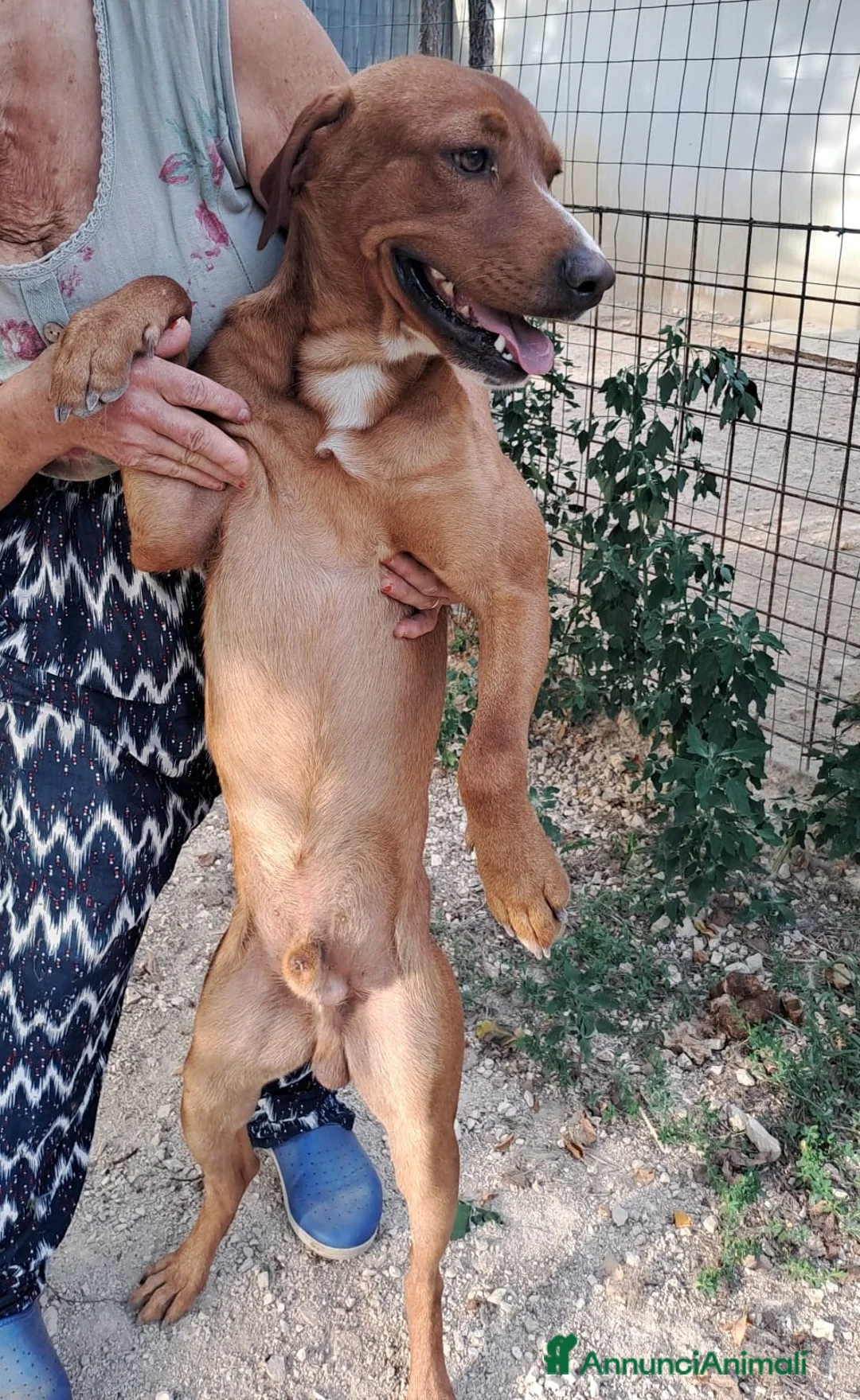 Meticcio cani in regalo: ADOTTA IL TENERO CORFU' - Annuncio 2