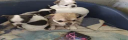 Chihuahua cani in vendita: Chihuahua cuccioli vari colori  - Annuncio 2