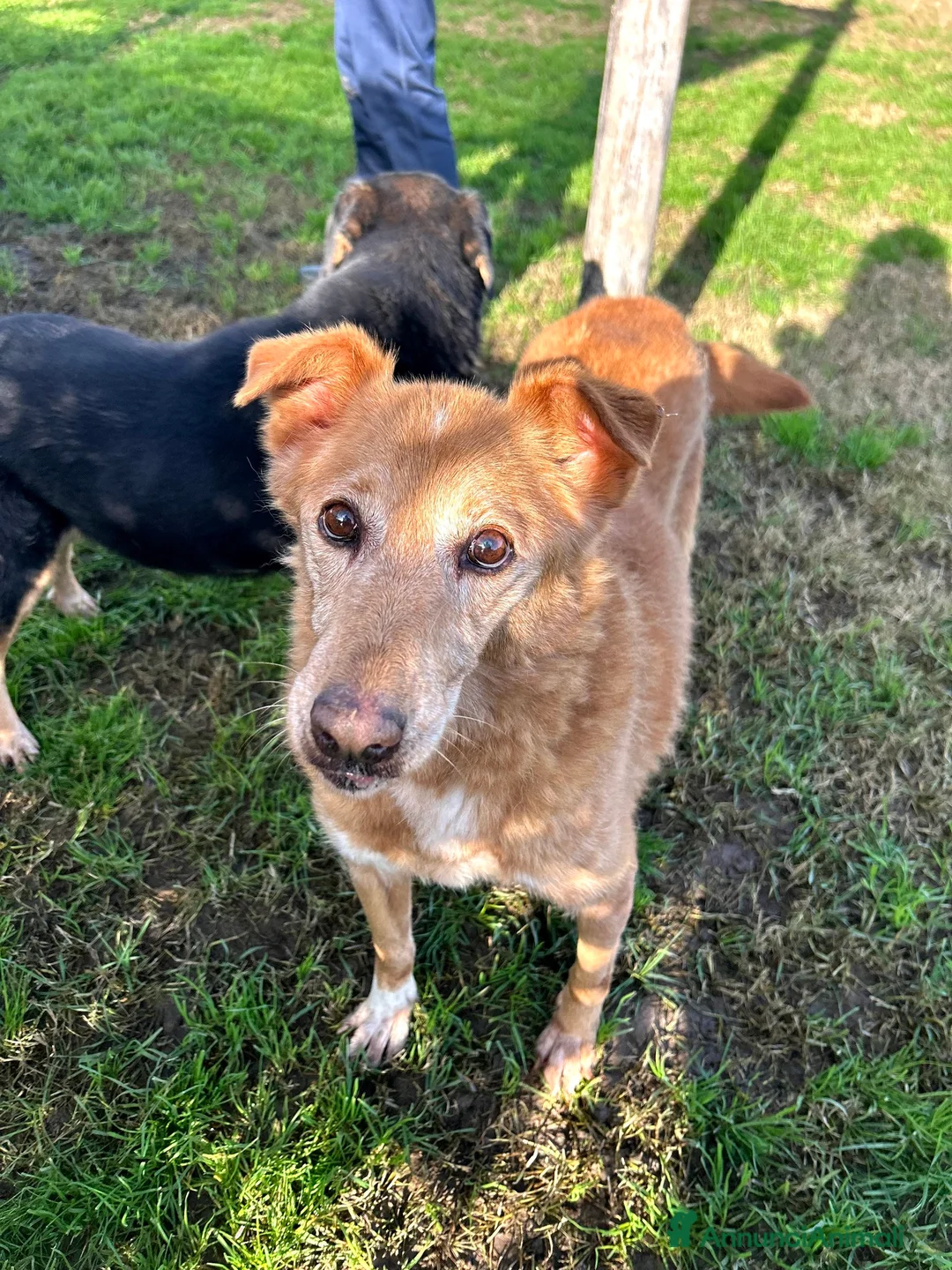 Meticcio cani in regalo: ROMEO, adozione del cuore - Annuncio 2