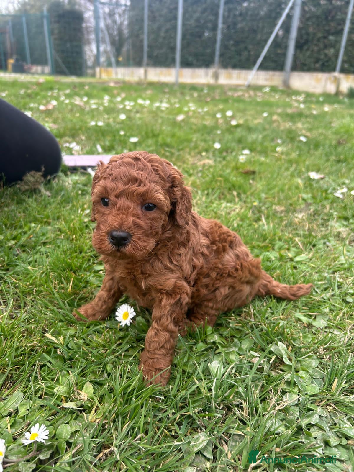 Barboncino Toy cani Cuccioli barboncino toy  - Annuncio 1