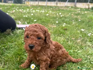 Barboncino Toy cani Cuccioli barboncino toy - Annuncio 1