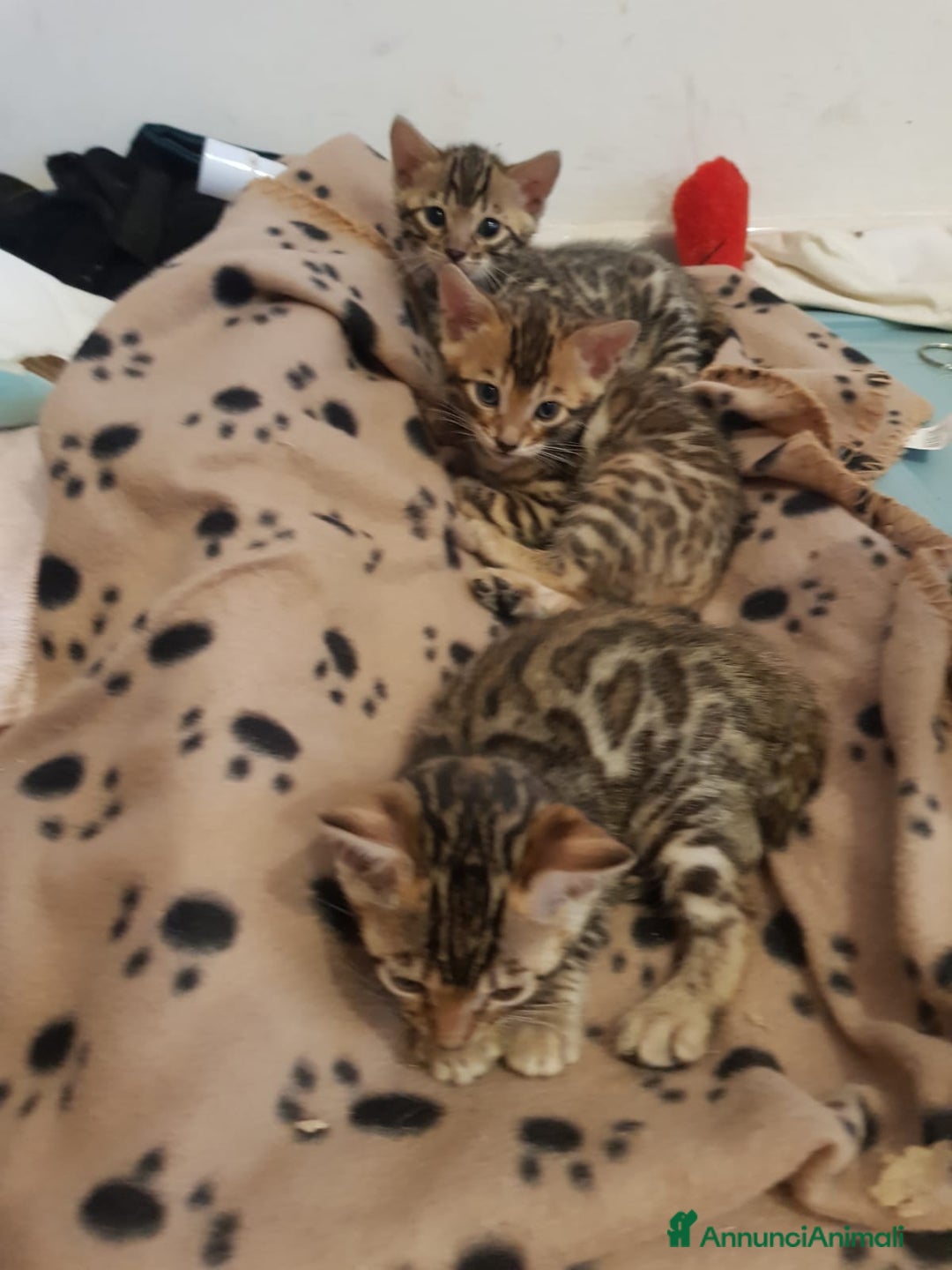 Bengala gatti in vendita: dolcissimi cuccioli di Bengala con pedigree  - Annuncio 10