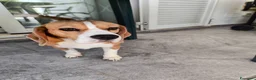Beagle cani in vendita: Beagle femmina a Città metropolitana di Roma Capitale - Annuncio 3