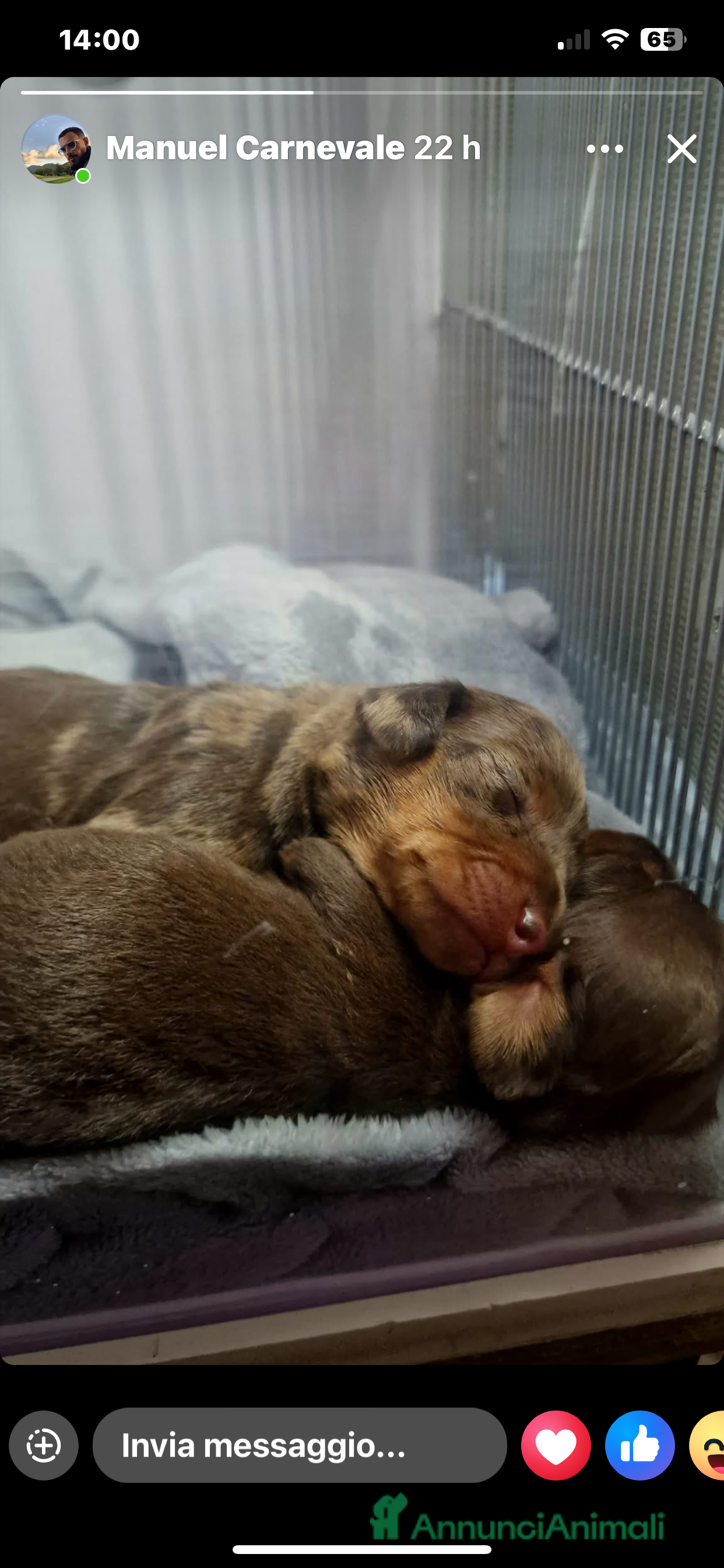 Altre razze gatti Cuccioli di Bassotto - Annuncio 2