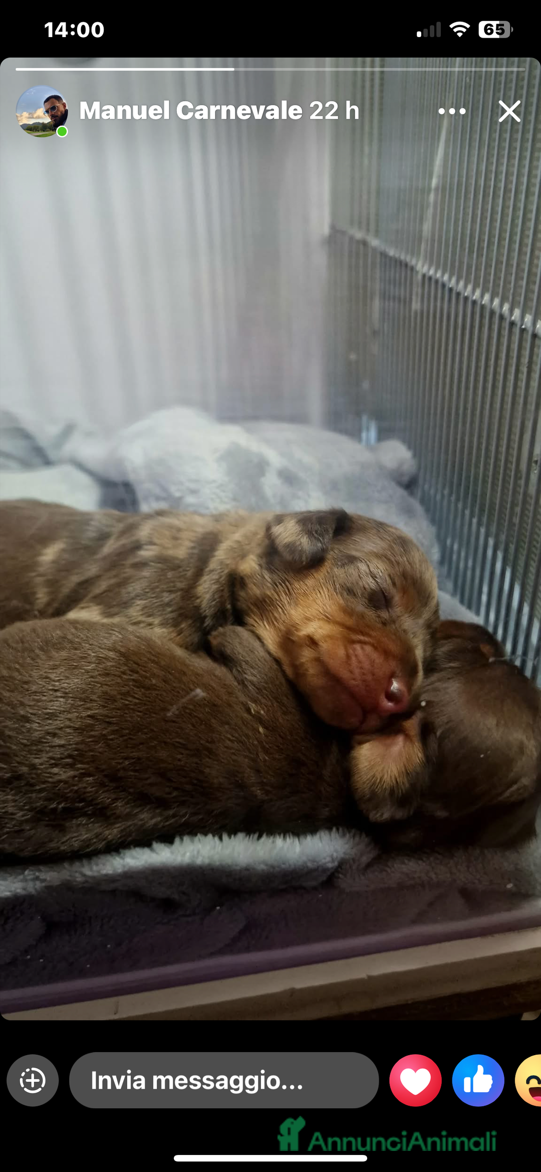 Altre razze gatti in vendita: Cuccioli di Bassotto - Annuncio 1